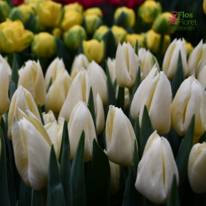 Tulpe - FONDUE (JAUNUMS)