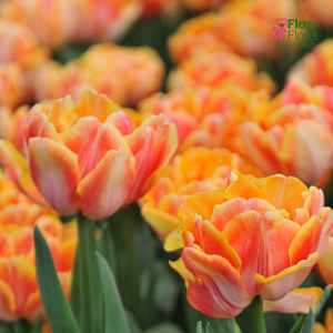 Tulpe - FOXY FOXTROT