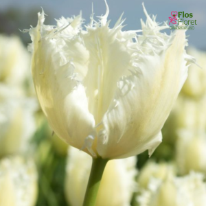 Tulpe - NOORDEINDE (JAUNUMS)