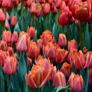Tulpe - ORANGE PASSION (JAUNUMS)