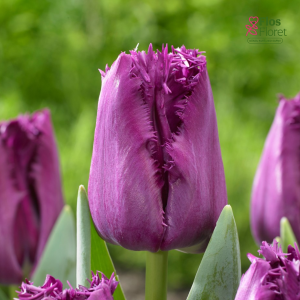 Tulpe - SAN CLEMENTE