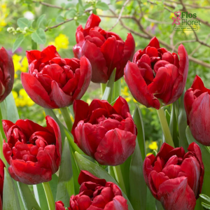 Tulpe - SCARLET VERONA