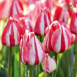 Tulpe - SPRYNG BRAKE