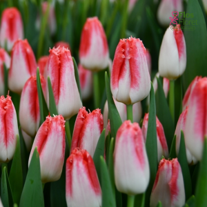 Tulpe - SWEET SIMONE