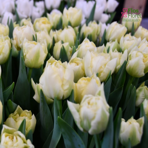 Tulpe - VERONA ICE (JAUNUMS)