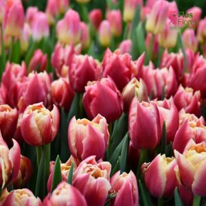 Tulpe - VERONA SUNRISE