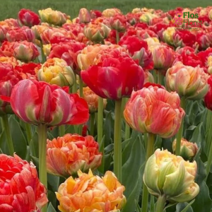 Tulpe - Gudoshnik double