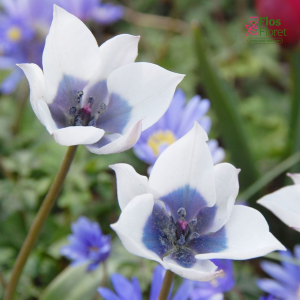 Tulpe - Humilis alba coerulea oculata
