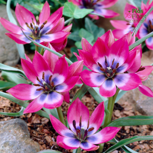 Tulpe - Little beauty