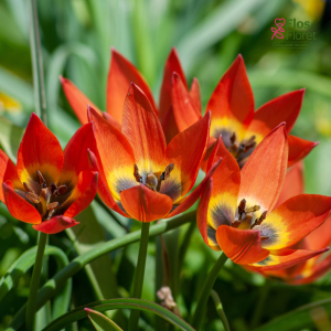 Tulpe - Little princess