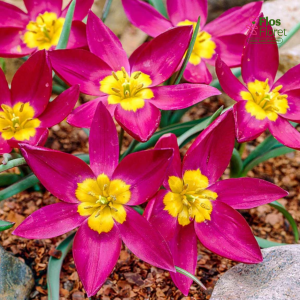 Tulpe - Odalisque pulchella