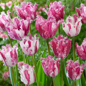 Tulpe - Purple circus