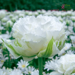 Tulpe - Snow crystal