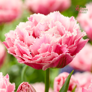 Tulpe - Sugar crystal