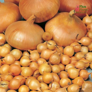 Sīksīpoli rudenim - RADAR                                      