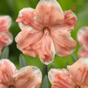 Narcise - APRICOT WHIRL