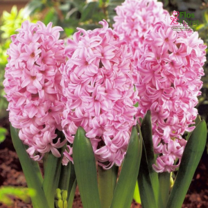 Hiacinte - PINK SURPRISE