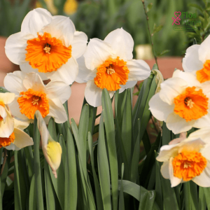 Narcise - BELLA VISTA