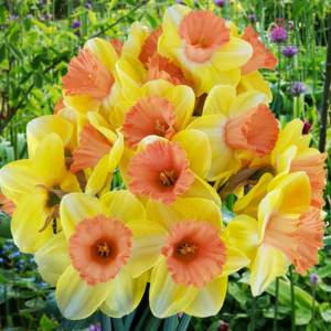 Narcise - COLOR MAGIC