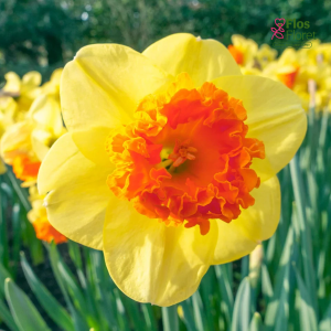 Narcise - CORAL CROWN