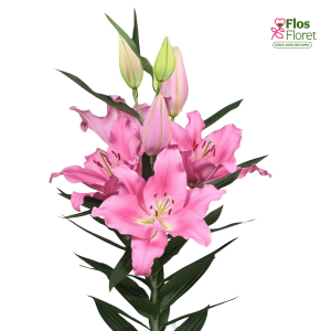 90A. - Lilija - OR PRAIANO