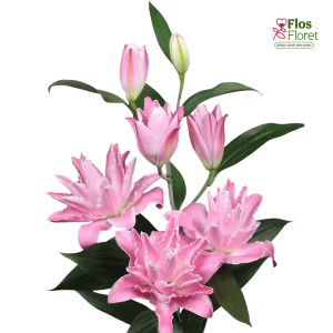 99A. - Lilija - OR CONCORDE