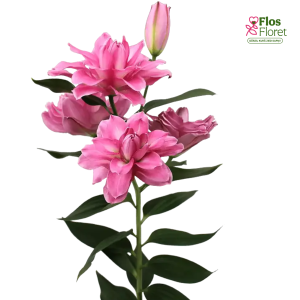 104A. - Lilija - OR VISIONE