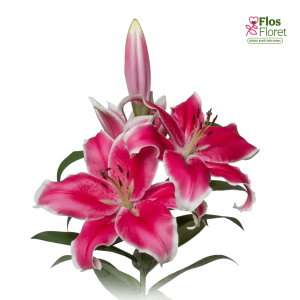 111A. - Lilija - OT EL CAPITAN