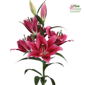 112A. - Lilija - OT ETUDE