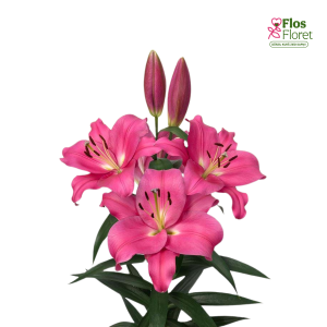 114A. - Lilija - OT LOVERSTOWN