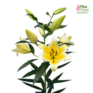 115A. - Lilija - OT MANISSA