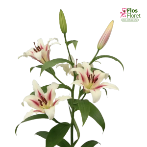 116A. - Lilija - OT NYMPH