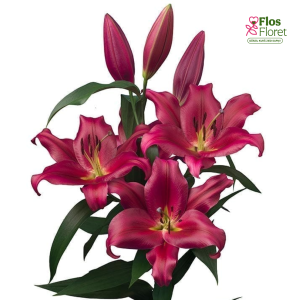 118A. - Lilija - OT REDFORD