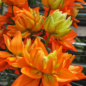 122A. - Lilija - AZ Hulk