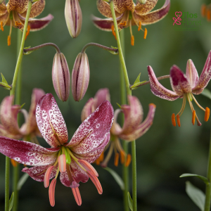 123A. - Lilija - MARTAGONLILIJA - Alberta Morning