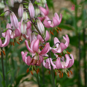 125A. - Lilija - MARTAGONLILIJA - Candy Morning