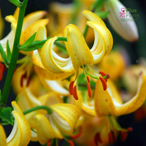 127A. - Lilija - MARTAGONLILIJA - Golden Morning