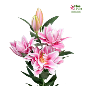 132A. - Lilija - OR Caserta