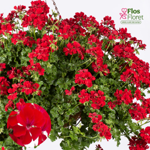 D72. Vairogveida pelargonija - Becky