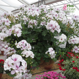 D73. Vairogveida pelargonija - Blanche Roche