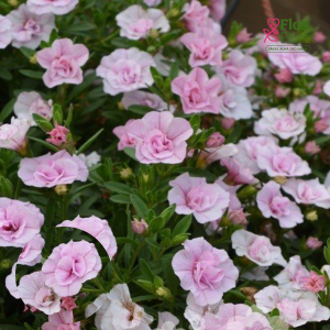 H41. Kalibrahoja - Calita Double Raspberry Icecream