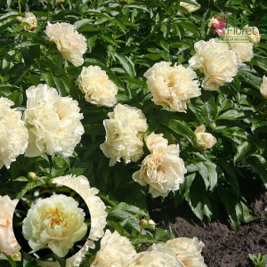 RPA31_ Peonija - Sunny Girl