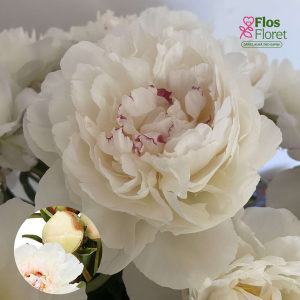 RPA66_Peonija - Mistress - Pienziedu