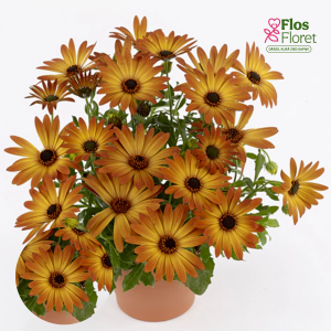 M3. Akmeņsēkle - FlowerPower Orange Orbit