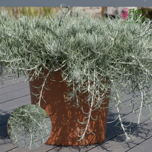 M94. Itālijas salmene - Silvio Spreading