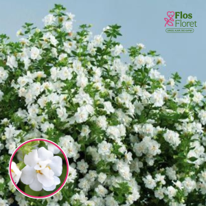 O40. Bakopa - Baristo Double White