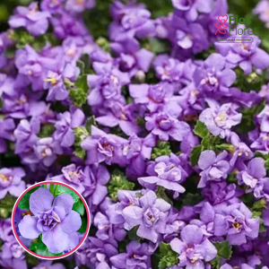 O42. Bakopa - Baristo Double Blue