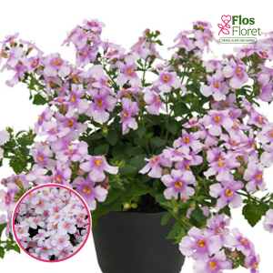 O43. Bakopa - Everest Cherry Blossom