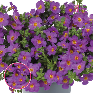 O45. Bakopa - MegaCopa Purple