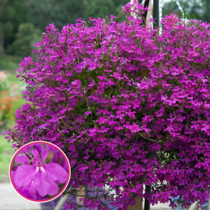 O48. Lobēlija - Curaçao Electric Purple